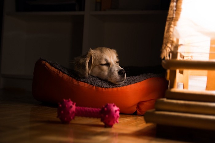 犬用ベッドの縁にあごを乗せて眠る犬