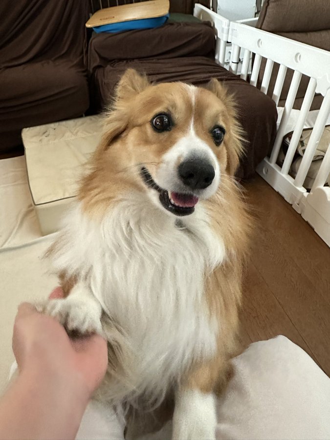 短い