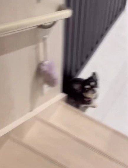 尻尾をふりふり
