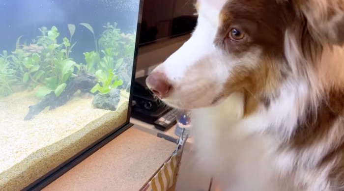 水槽から視線を離して飼い主を見つめるオーストラリアン・シェパード
