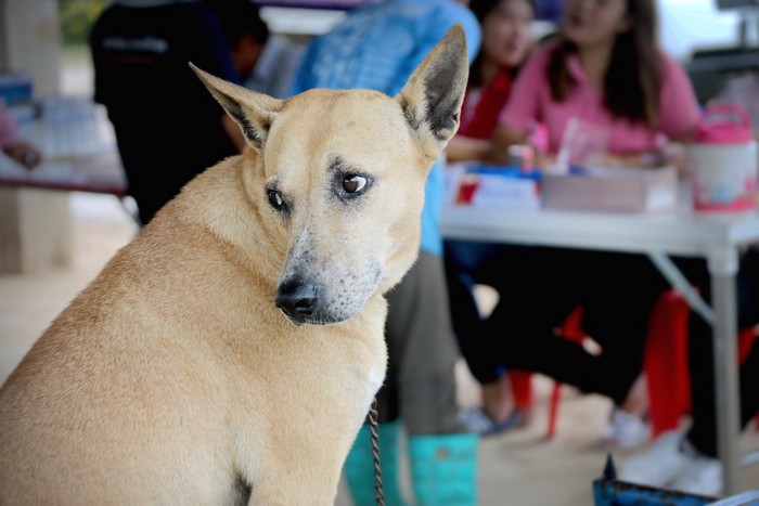 人から顔を背けている犬