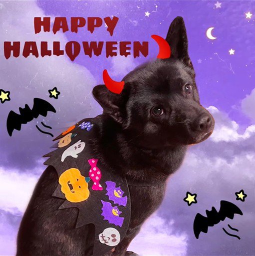 母作の衣装を着る信玄くん2