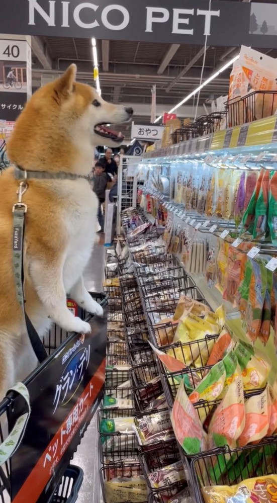 おやつコーナーで嬉しそうに立つ犬