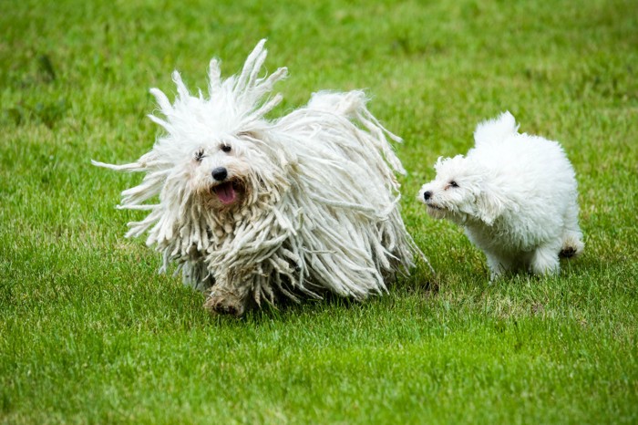 成犬と子犬のプーリー