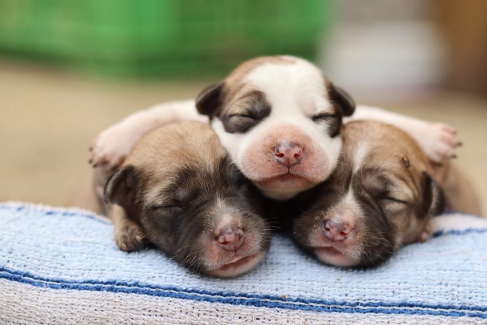 3頭の子犬