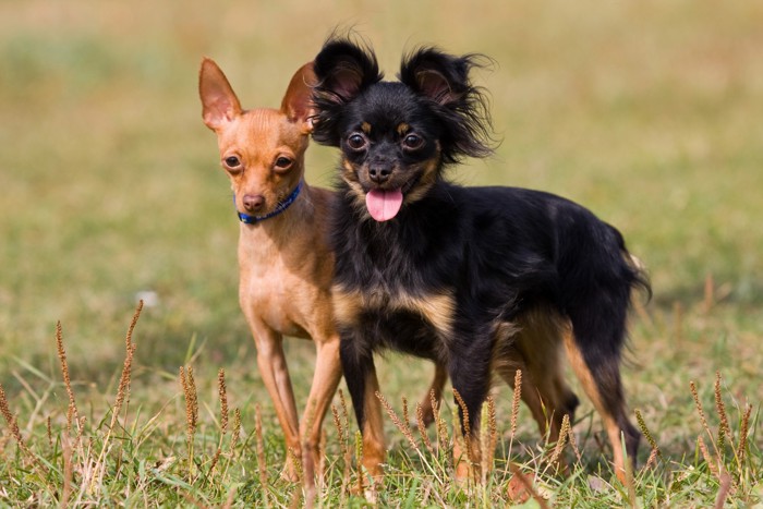 芝生の上で寄り添って立つ2頭のロシアントイテリア