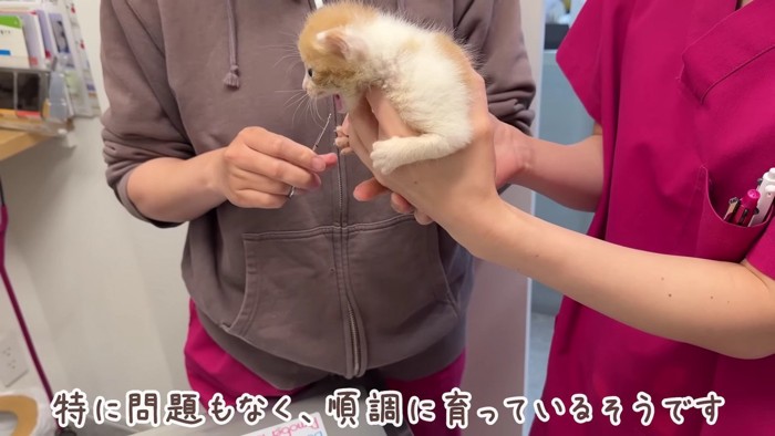 動物病院で定期健診