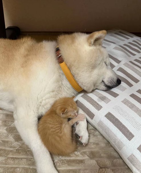 眠る犬と猫1