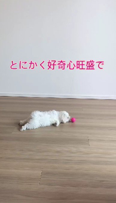 とにかく好奇心旺盛！