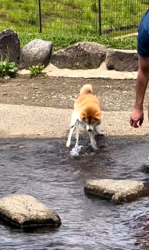 水に入ってしまったまりちゃん7