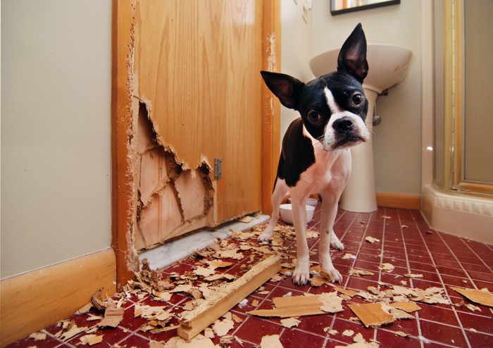 ドアを破壊る犬