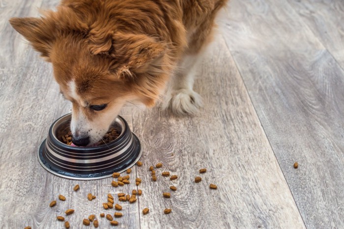 フードをこぼしながら食べる犬