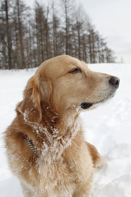 雪と犬