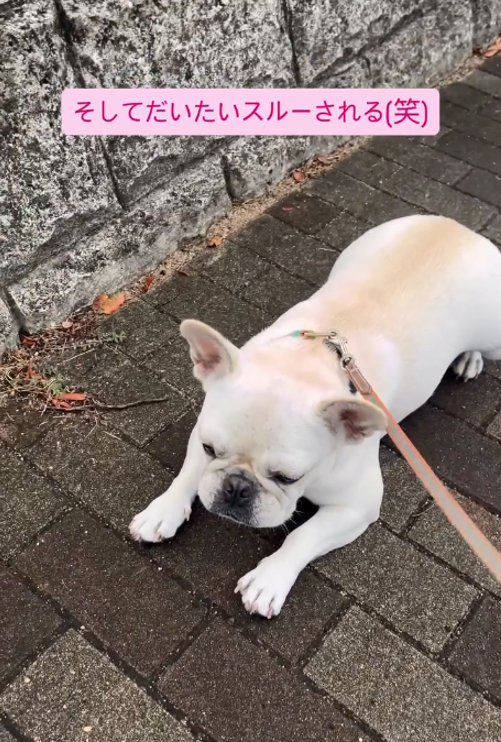 うつむく犬2