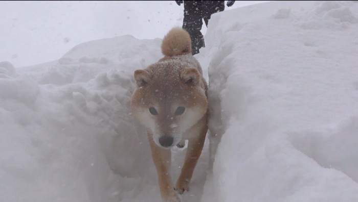 雪で作った階段を下りていく犬