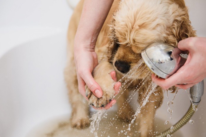 散歩後に足を洗う犬