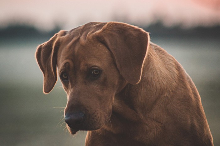 うなだれた茶の垂れ耳の犬