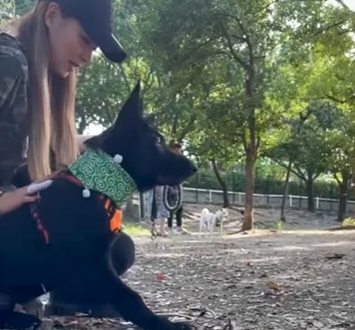 飼い主の傍を離れない犬