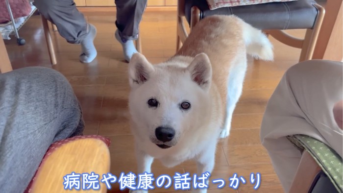 カメラを見る犬