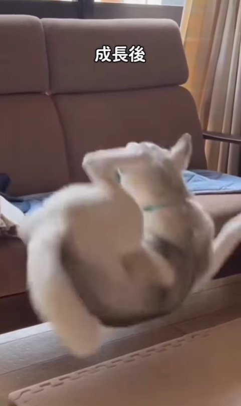 アシㇼちゃんの成長前と成長後4