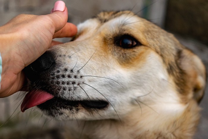 手を舐める犬