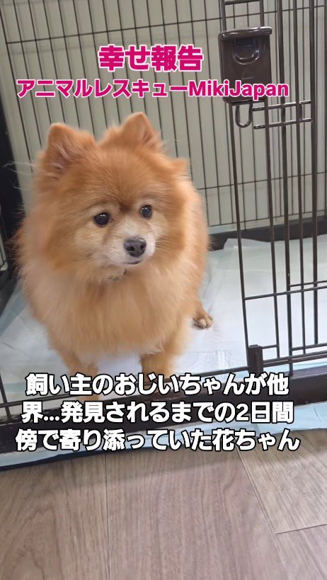 ケージの中から外を見つめる犬