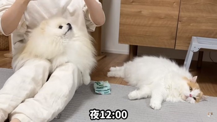 ポテチくんとレモンさん