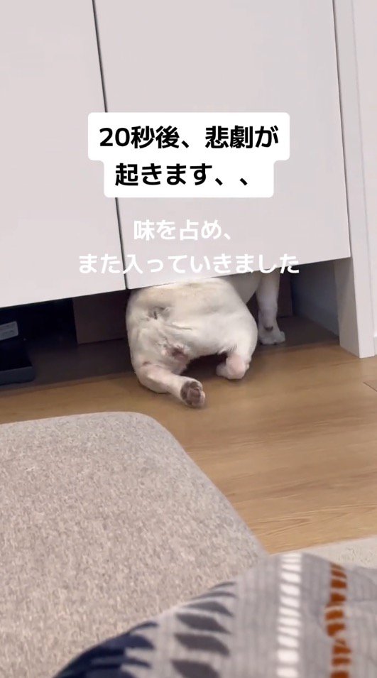 扉の向こうへ入って行く犬