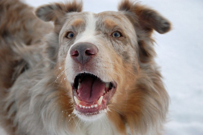 吠える犬