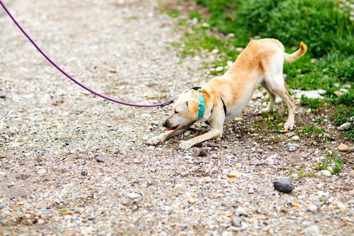 散歩中に踏ん張って歩くことを拒む犬