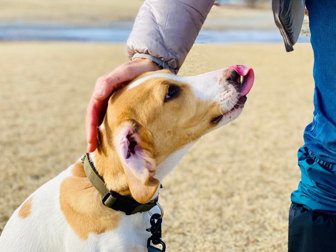 ドッグトレーナーと舌を出す犬