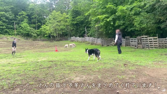 プロの牧羊犬と広い敷地へ