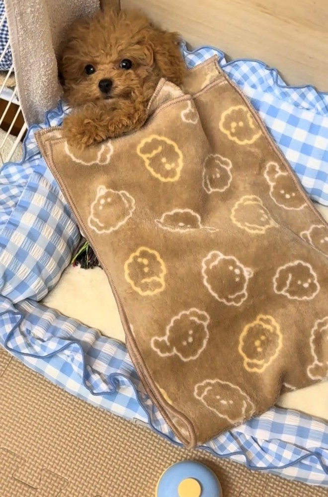 仰向けの犬と布団