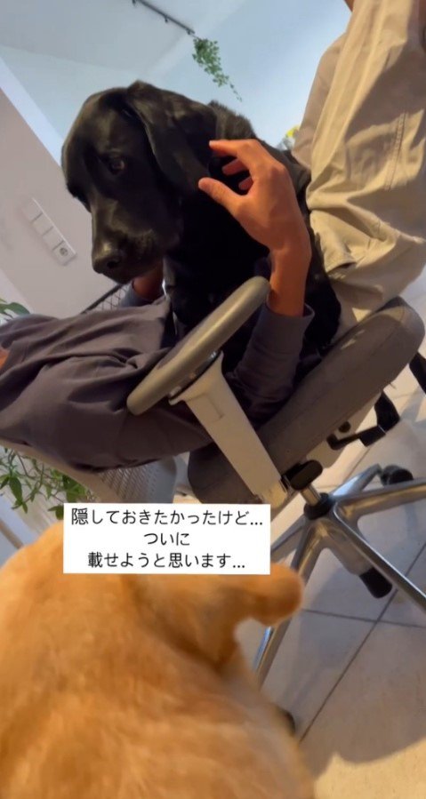 男性のお腹の上の犬とそれを見ている犬