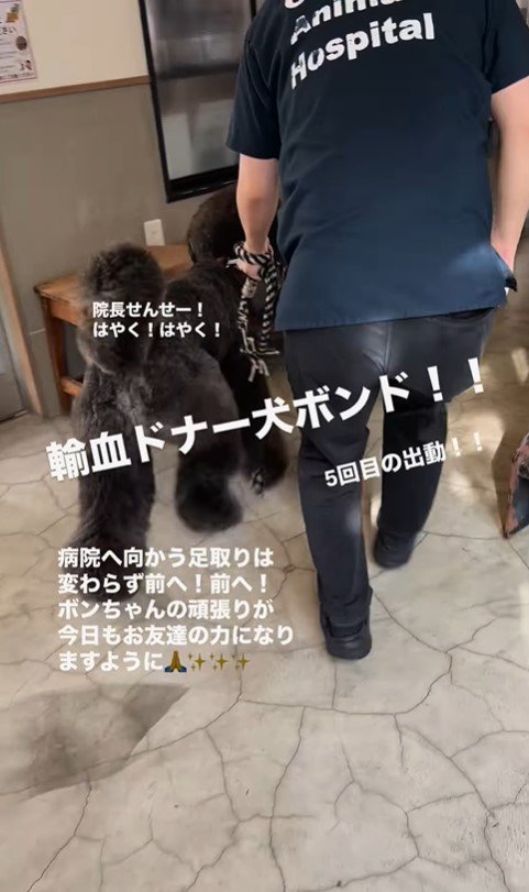 輸血ドナー犬として出動するボンドくん6