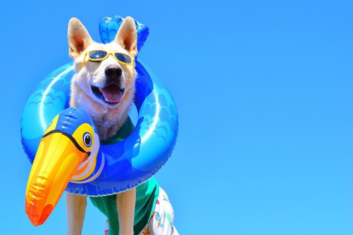 浮き輪と犬