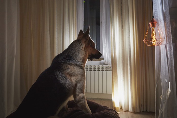 薄暗い室内で窓の外を見つめる犬