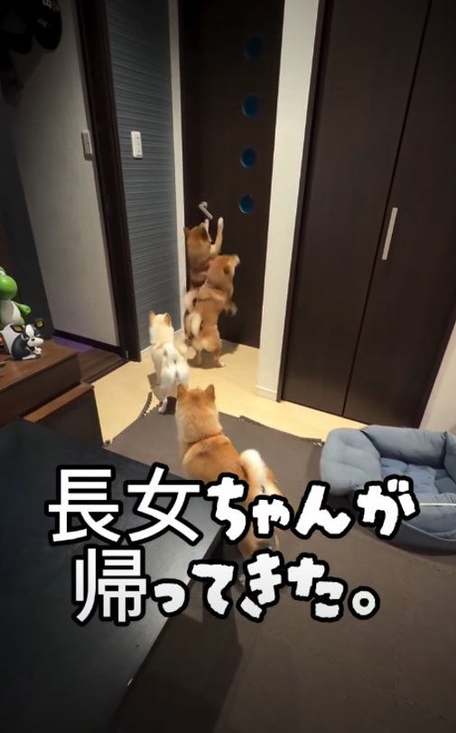 4匹の犬の後ろ姿