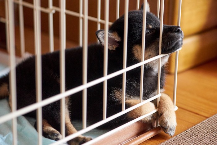 ケージから顎と手を出して眠る子犬