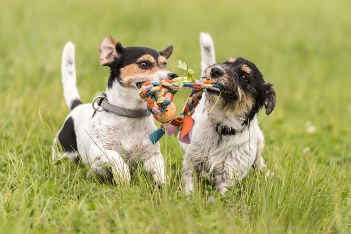 おもちゃを咥えて走る2頭の犬