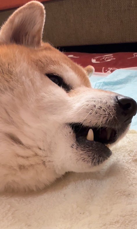 「茶介～！」「わお～ん」と合唱♪