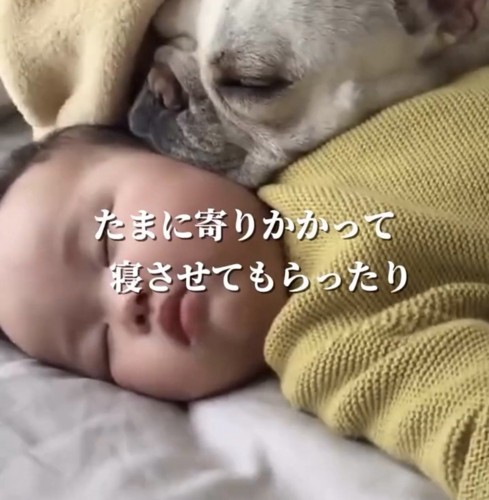 赤ちゃんに顔を寄せて眠る犬