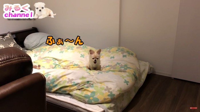 眠そうなみるくちゃん5