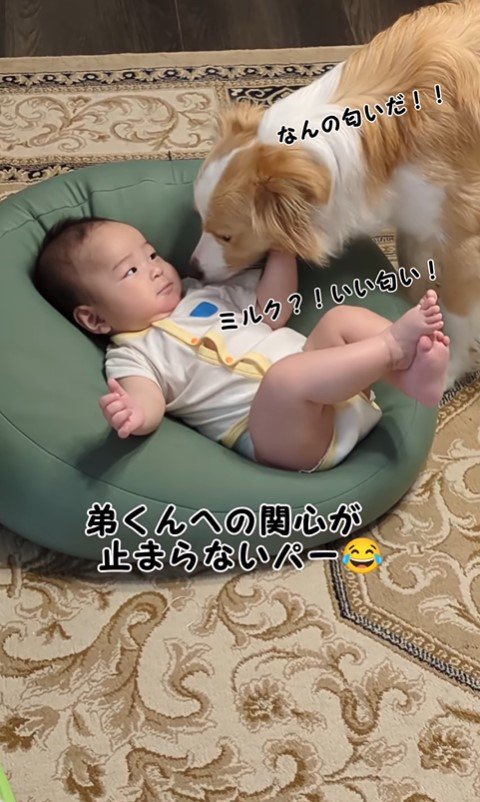 パーちゃんの赤ちゃんへの接し方3