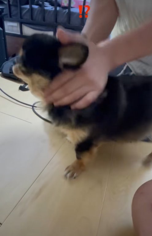 撫でてもらう小型犬