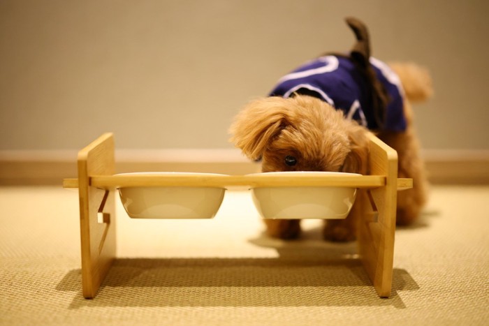 食器スタンドを使ってご飯を食べる犬