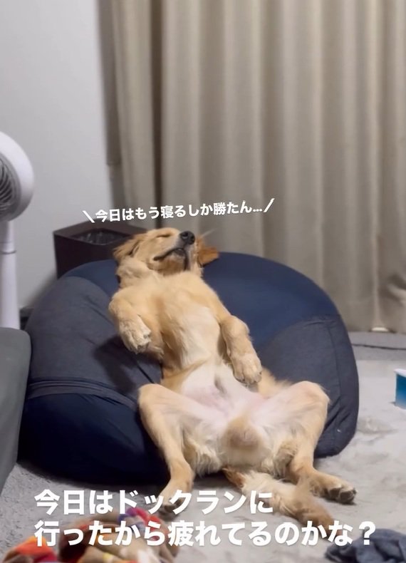 ドッグランを満喫したロキくん