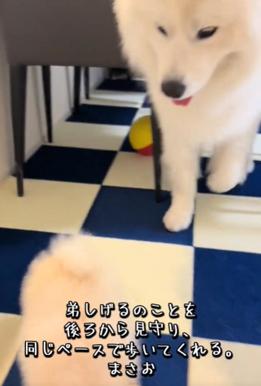 歩く犬2