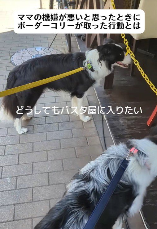 ママの機嫌が悪い時のワンコたちの行動7