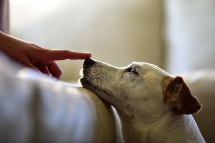 犬に触れる指